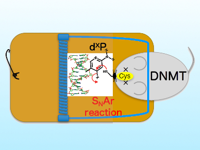 DNA Methyltransferase Inhibitors Fight Cancer