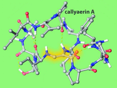 Total Synthesis of Callyaerin A