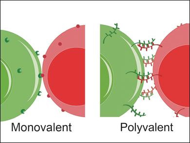 Viewing Biomolecules on Cellular Surfaces