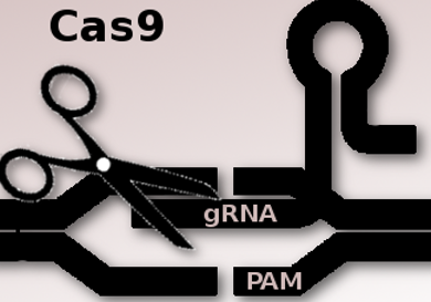 Better Cas9 for CRISPR Gene-Editing