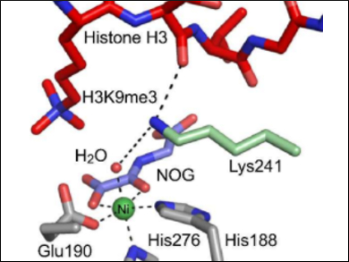 Targeting Histone Demethylation