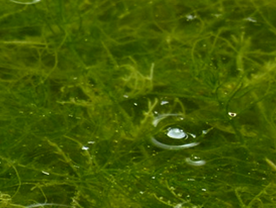 Industrial Algae Biofuel Research
