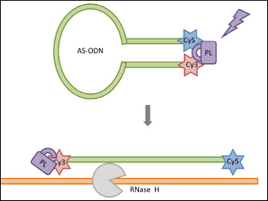 "Caged" Circular Oligonucleotides