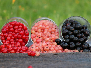 Waste from Berries as an Antioxidant Source