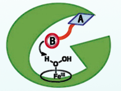 H2O2‐Dependent Cytochrome System