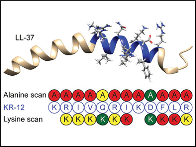 Tuneable Template for Antibiotic Development