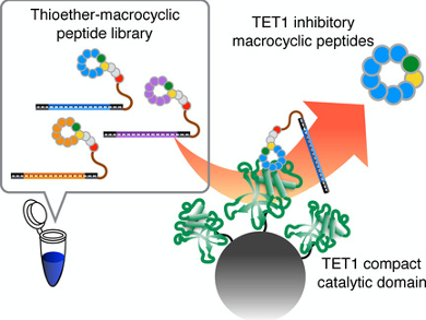 Macrocyclic Peptide Inhibitors as Cancer Therapeutics