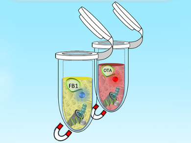 Magnetic Micromotors for Food Safety