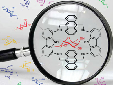 Biomimetic Synthetic Receptor for Fucose