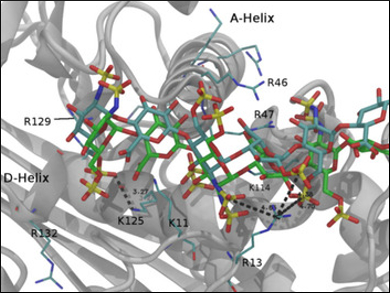 Clearer Picture of Heparin–Protein Interactions