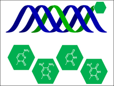 Mercurated Triplex-Forming Oligonucleotides