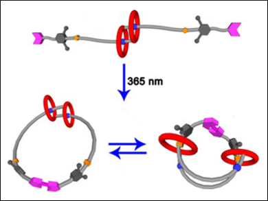 Light-Induced Cyclization of a Daisy-Chain Rotaxane