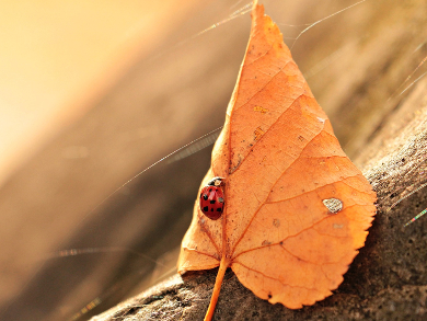 Small Changes in Climate—Large Changes in Biodiversity