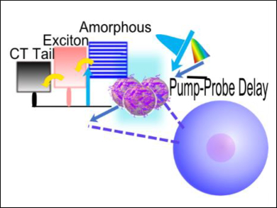 Photophysics of Polythiophene Nanoparticles