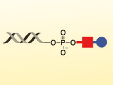 ULTIMATE Reagent for End-Labeling Any Nucleic Acid