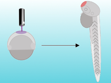 Tracing Cell Lineages in Living Animals