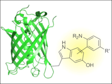 Selective Covalent Modification of Proteins