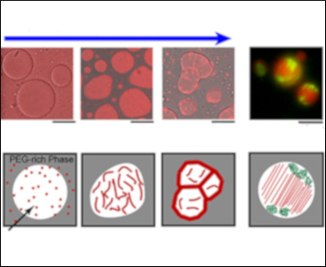 Self‐Emergence of Cell‐Like Structures