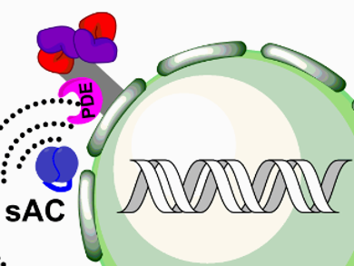 Illuminating Biochemistry with Cellular Optogenetics