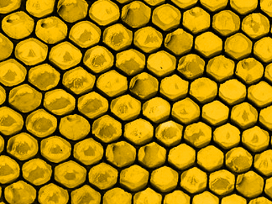Gold Nanorods Aligned on "Large" Areas