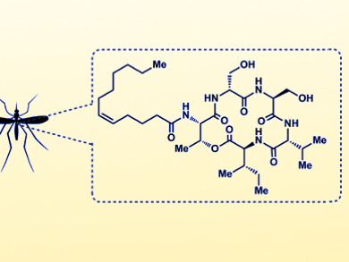 Antimicrobial Peptides Produced by Bacteria within Mosquitoes