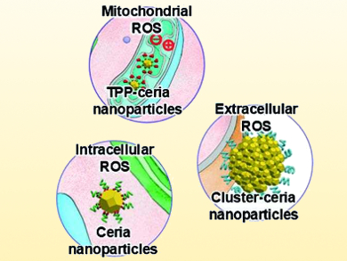 Selective Elimination of Reactive Oxygen Species