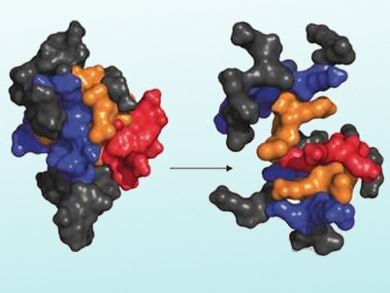 Virtual Screening of Antimicrobial Peptide Dendrimers