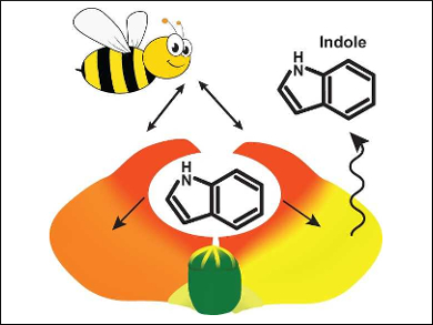 How Indole Affects Honey Bees