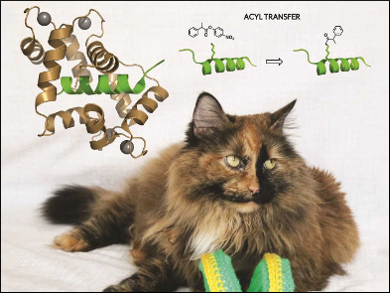 Turning an Inactive Protein into an Acylation Catalyst