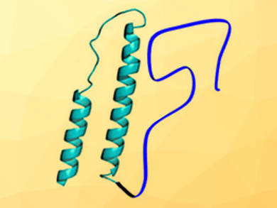 The Role of Intrinsically Disordered Regions in Proteins