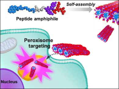 Supramolecular Nanoprobes Target Cell Organelles