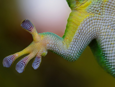 Self-Cleaning Sticky Surfaces Inspired by Geckos