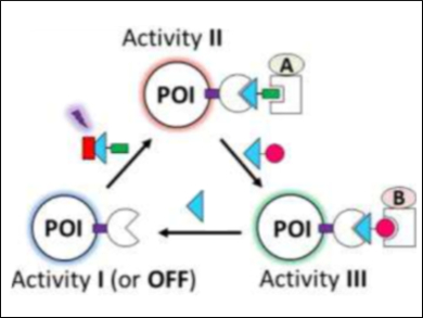 Multi-Layered Control of Cellular Processes