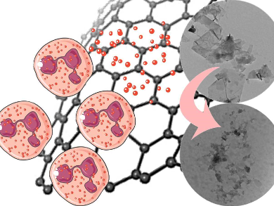 Graphene is not Biopersistent