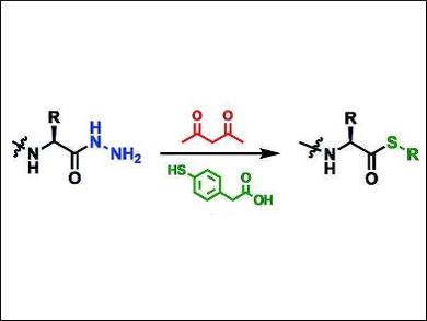 Peptide Thioesters for Native Chemical Ligation
