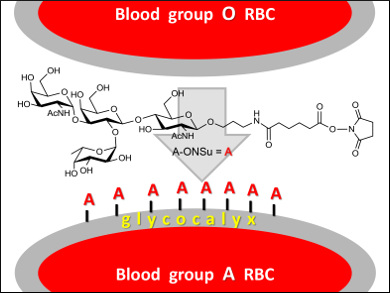 Chemical Blood Group Transformation
