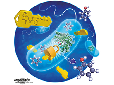 Angewandte Chemie 38/2018: Synergetic Combinations