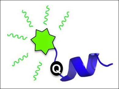 Fluorescent Detector for Intrinsically Disordered Proteins