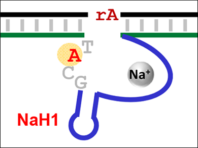 DNA‐Based Sodium Probes