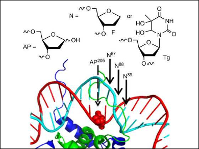 DNA Cleavage More Common than Previously Thought