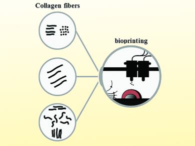 Magnetically Directed 3D Bioprinting