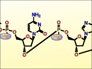 Efficient Synthesis of 34S-Labeled Oligonucleotides