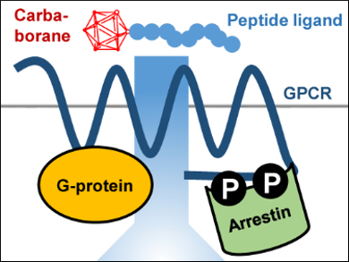 Activation of G-Protein Coupled Receptors