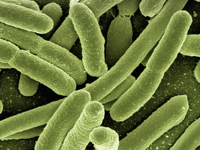 Antibiotic-Resistant Bacteria in the EU