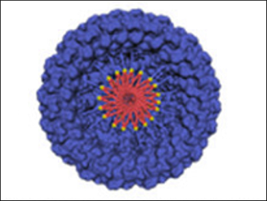 Rational Design of Protein Assemblies