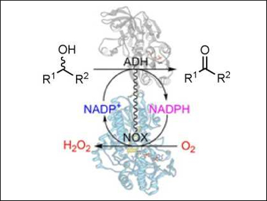 Fused-Enzyme Biocatalyst for Continuous Oxidations