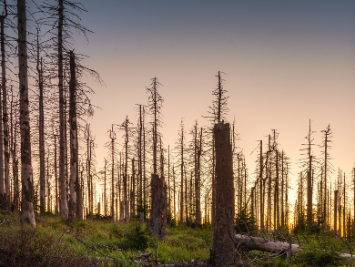 Forests in Central Europe Dying at Increasing Rate