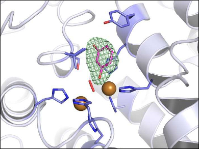 Fungus Enzyme Catalyzes Unexpected Side Reactions