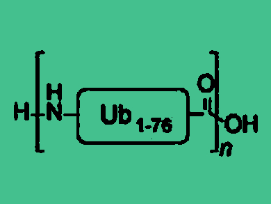 One-Step Chemical Synthesis of Large Ubiquitin Chains