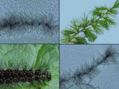 Barbed and Branched Mesostructures from Polymers